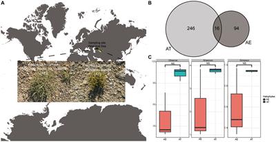 Insight into endophytic microbial diversity in two halophytes and plant beneficial attributes of Bacillus swezeyi
